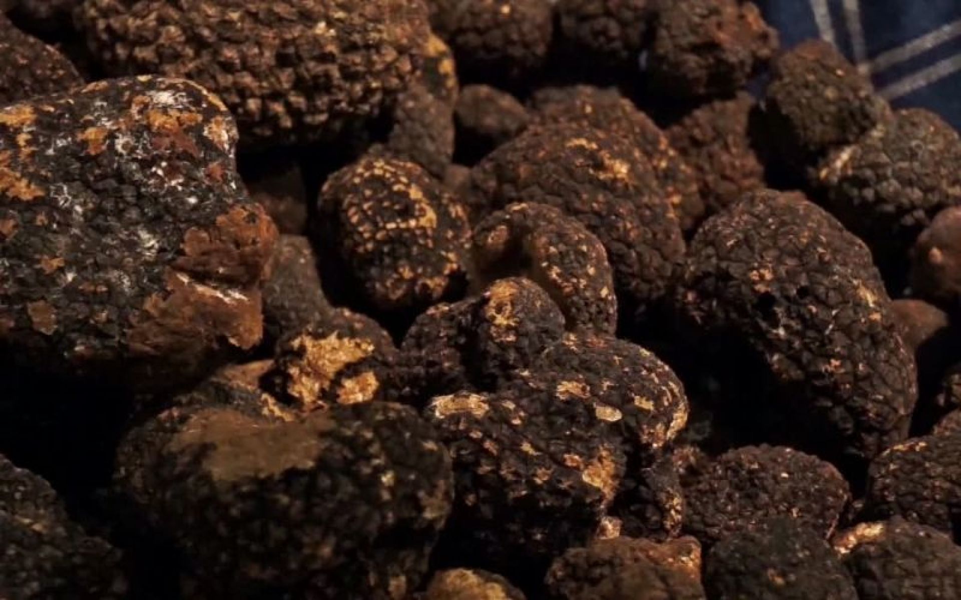 Tartufaie controllate: normativa, caratteristiche e come riconoscerle