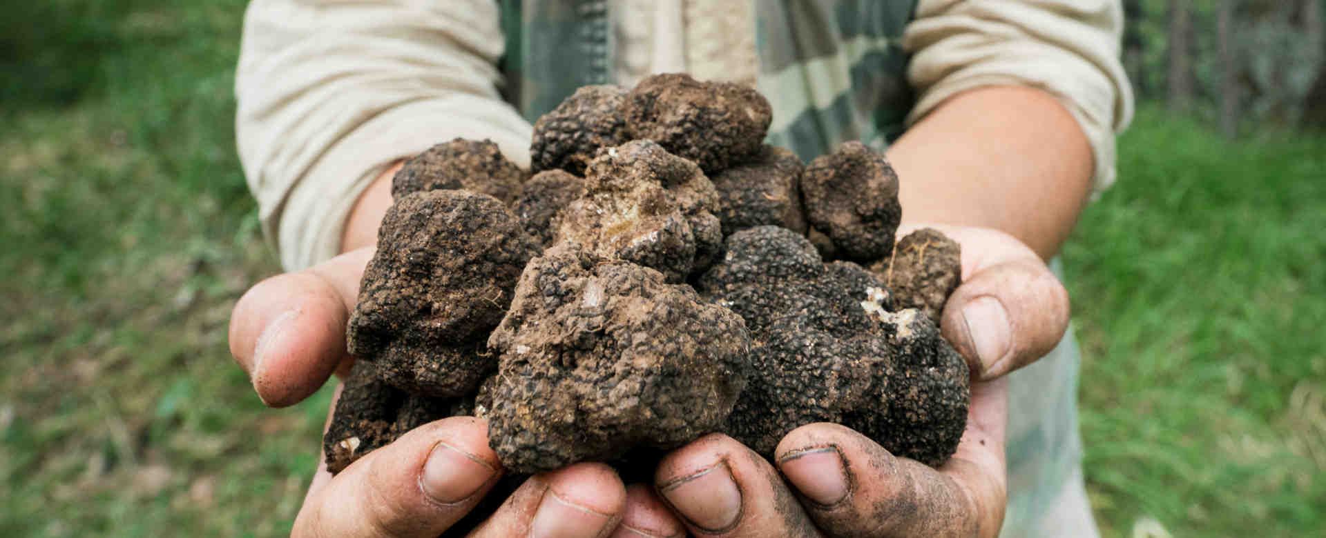 La ricerca del tartufo: la guida fatta dall'esperto